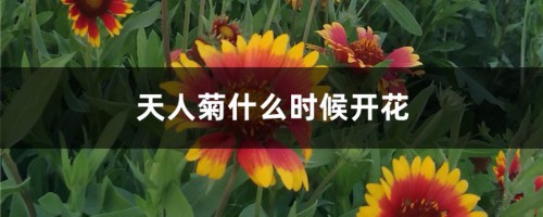 天人菊什么时候开花