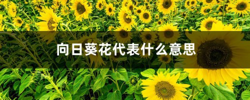 向日葵象征着什么意思，关于向日葵的资料