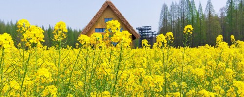 安康适合养什么花，市花和市树是什么