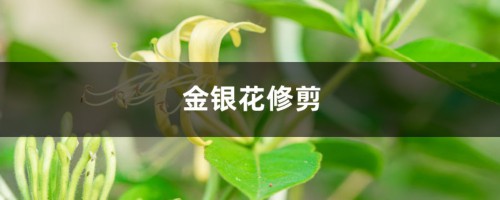 金银花如何修剪