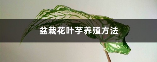 盆栽花叶芋养殖方法