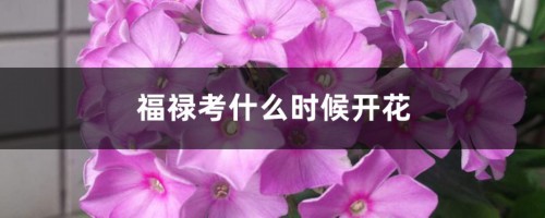 福禄考什么时候开花