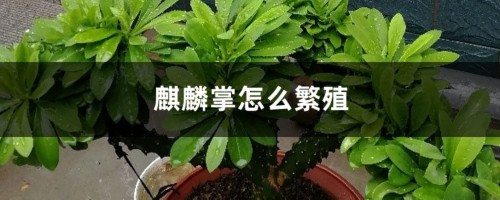 麒麟掌怎么繁殖